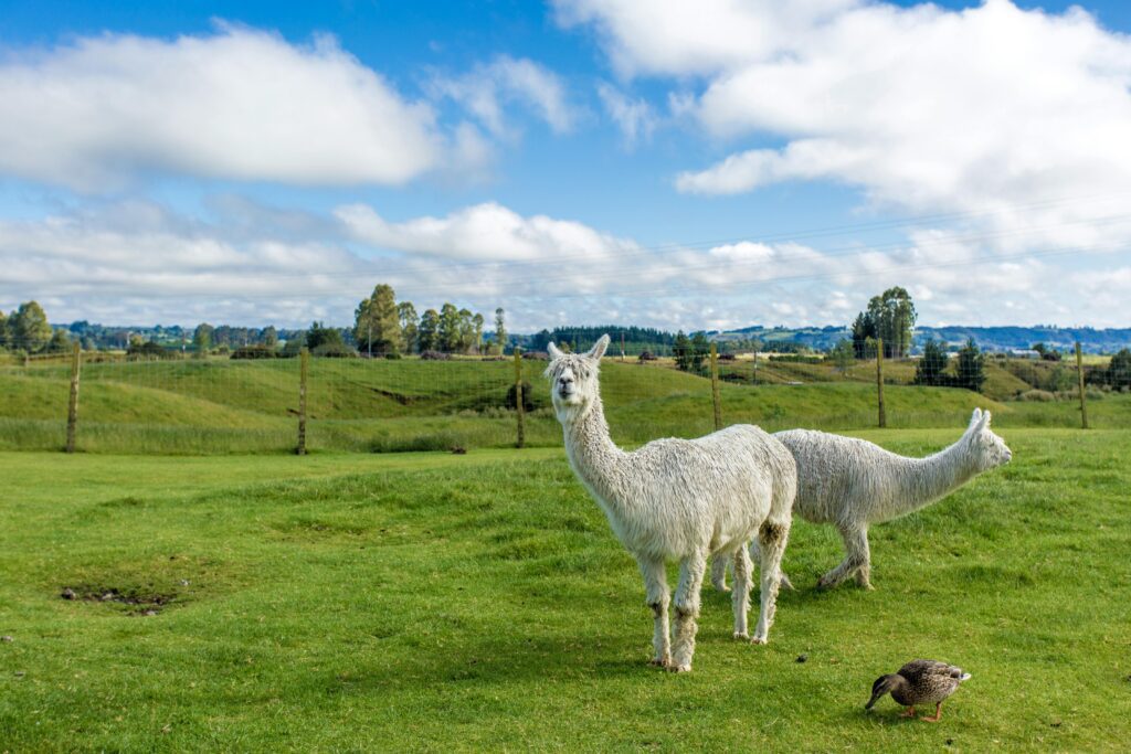 Two white llamas stand in a lush green pasture with blue sky and clouds.