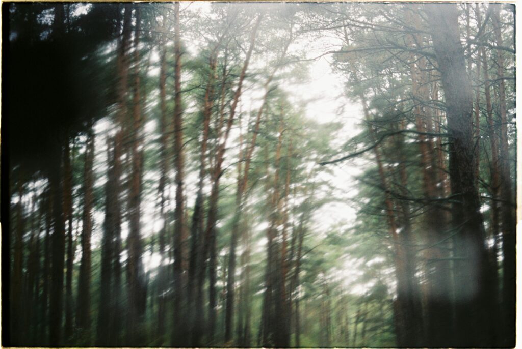 Mysterious blurred forest scene creating an ethereal and dreamy atmosphere.